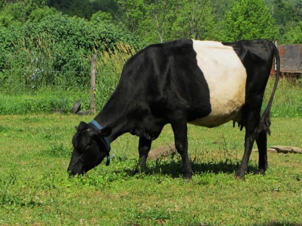 Eagles Media Center : Dutch Belted cattle, the oreo cows!